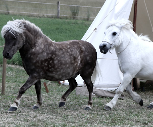 duo poneys